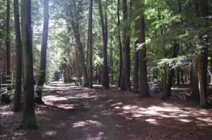 En skogsväg med höga träd på sidorna